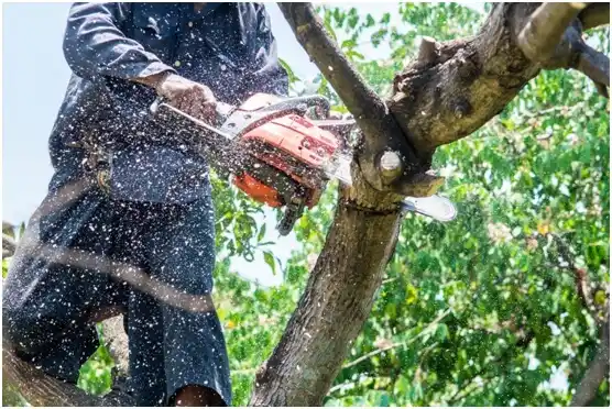 tree services Anderson Island